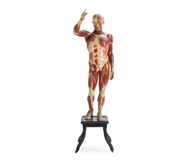 Anatomia Patologica - Modello Anatomico di Corpo Umano